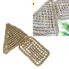 _Reptile Lizard Bearded Dragon