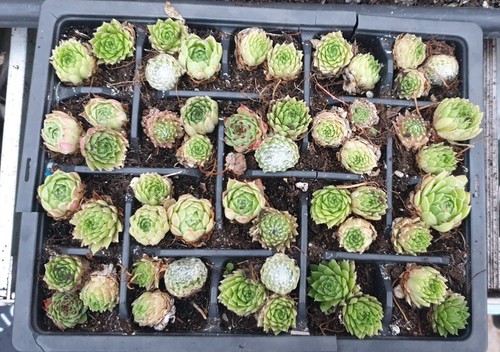 Mixed sempervivum plants - mixed,