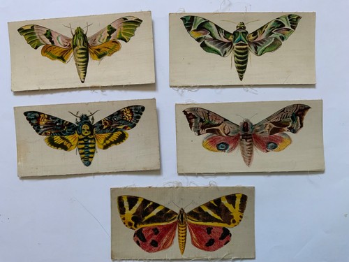 Set j lea moth - r.j.lea,