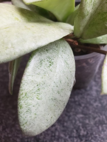 Hoya carnosa nova ghost - ghost, whole