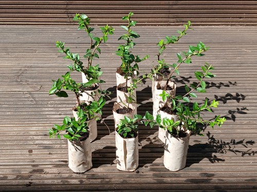 Lonicera nitida hedging box - hedging,