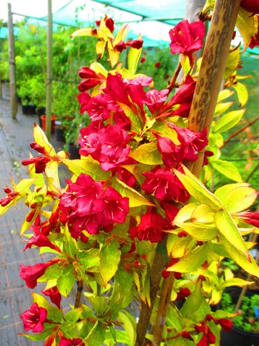 4ft 5ft inc pot hardy - pot,