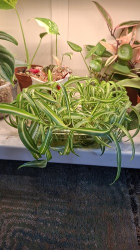 Curly spider bonnie - curly,