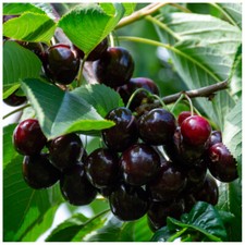 Sunburst Cherry Tree 4-5ft, Self-Fertile With Big Dark Cherries