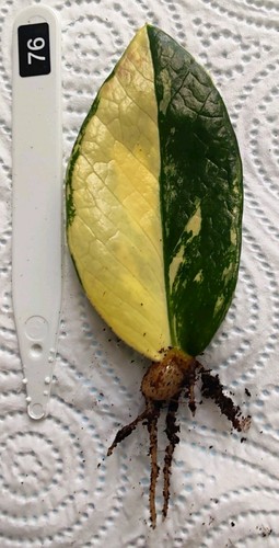 Zamioculcas zamiifolia - ,