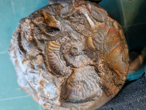 Multi fossil ammonite nodule - ammonite,