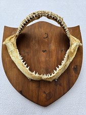 Genuine Sharks Jaws Mounted