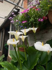 6x Small Arum Lily Plants