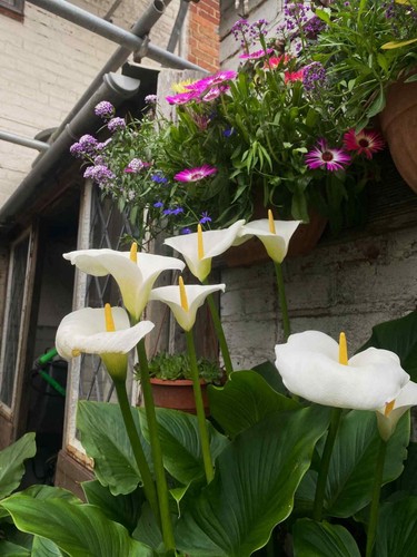 Small arum lily - 6x, plants