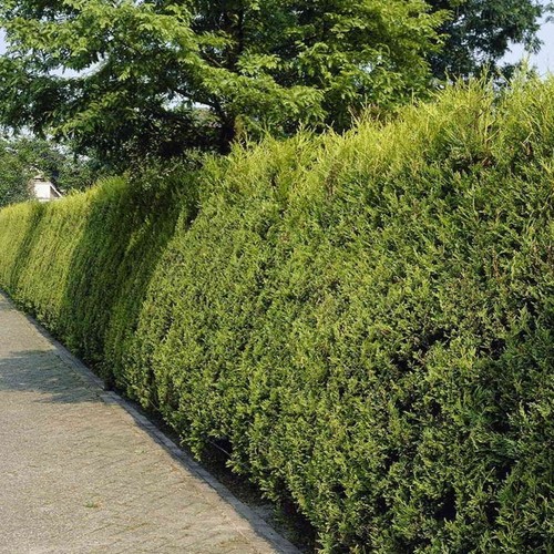 Gold leylandii hedging plants - gold,