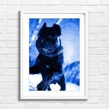 Cane Corso Dog in Snow Action