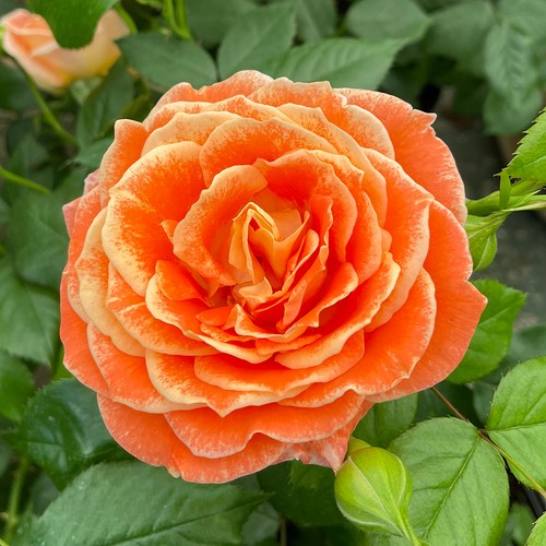 Gift rose bush - gift, at