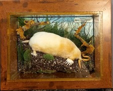 Taxidermy Albino Mole In All Glass Wall Case