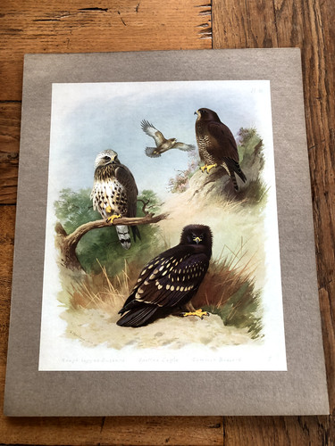1900s large cromolithograph - , of