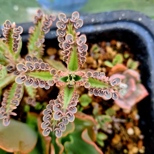 Kalanchoe houghtonii - kalanchoe, x