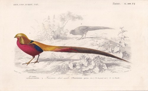 1861 golden pheasant print - golden,