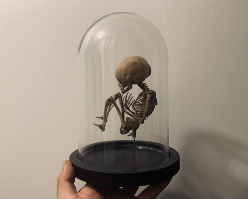Oddities curiosity cabinet - oddities,