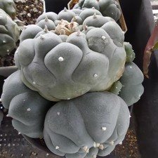 11cm Caci Rare BoutiqueGrafted