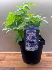 Delphinium Excalibur Light