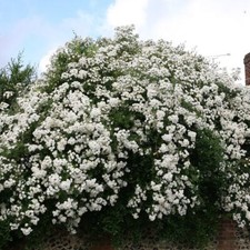 Rambling Rector Rose Bush