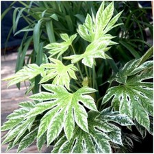 Fatsia Japonica Japanese