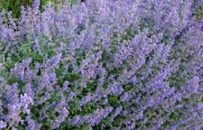 Pack x6 Nepeta Faassenii 'Six