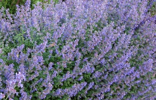 Pack nepeta faassenii - x6,