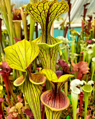 Yellow pitcher plant - 20,