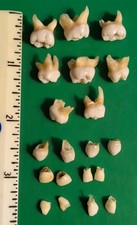 Vintage Lot Real Teeth Anatomy