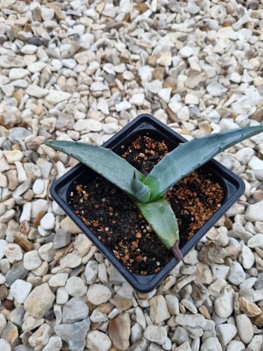 Agave gentryii hardy 9cm - hardy,