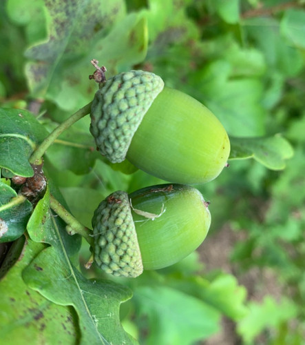 Oak acorns english - oak, acorns,