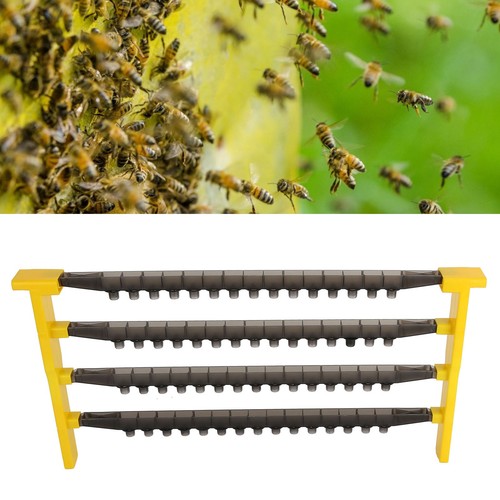 Queen rearing base beekeeping - rearing,