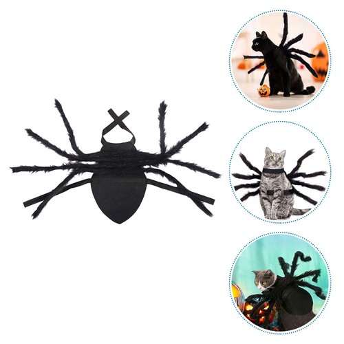 Pet cat spider - dog, fancy