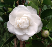 Camellia Blanca Doble White
