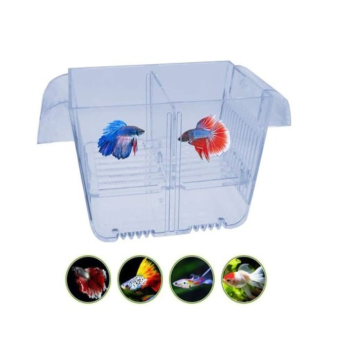 Fish isolation box - isolation,