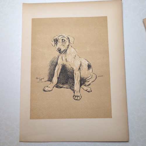 Original 1904 antique dog - 1904,