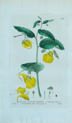Antique botanical print yellow - antique,