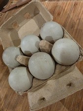 5+ Cayuga Hatching Eggs. Black