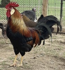 12+2 Brown leghorn Hatching