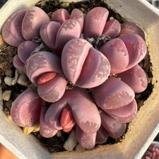 10pcs 1.5cm Succulent Plant