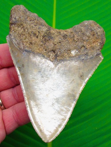Megalodon shark tooth 60 - megalodon,