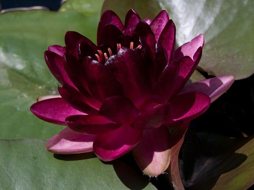 Black princess red water lily - princess,