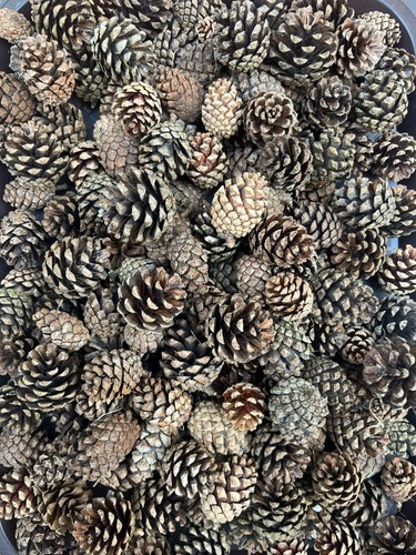 100 natural pine - 100, x