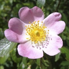 Rosa canina 'Dog Rose' Bare