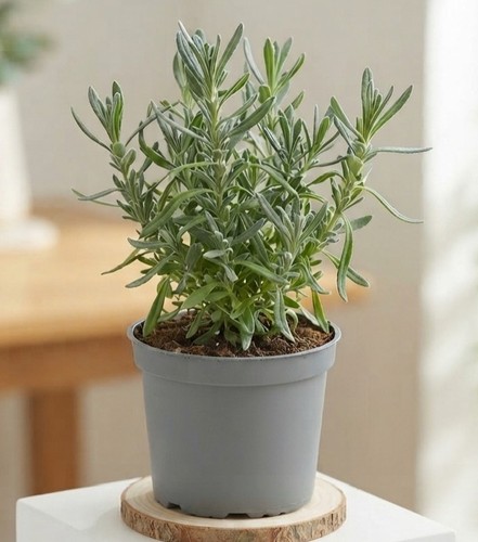 Lavender live plant - plant, ready