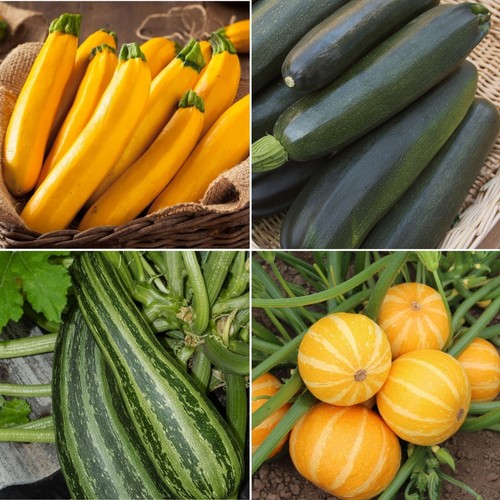 Courgette seeds huge - -,