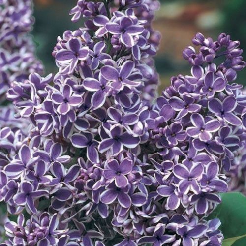 Purple white lilac seeds - purple,