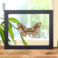 Owl Moth In Clear Glass Frame