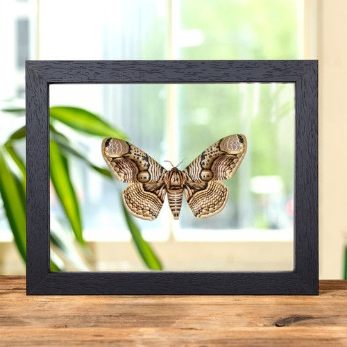 Owl moth clear glass frame - in,