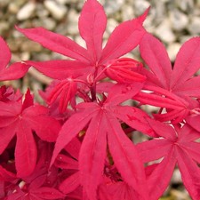 Acer palmatum Twomblys Red